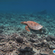 A turtle swims over an Indian Ocean reef decimated by bleaching in 2016. Photo Courtesy ARC CoE for Coral Reef Studies/Kristen Brown